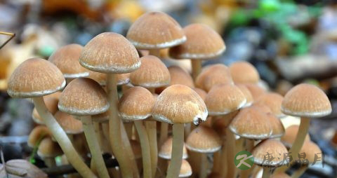 鸡腿菇怎么保存 鸡腿菇怎么保存