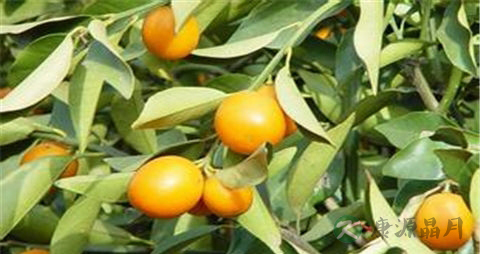 金橘的吃法_哪些人不能吃金橘