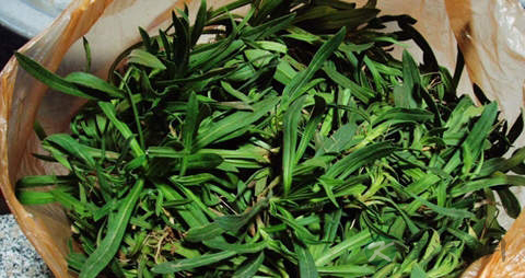 面条菜的吃法_哪些人不能吃面条菜