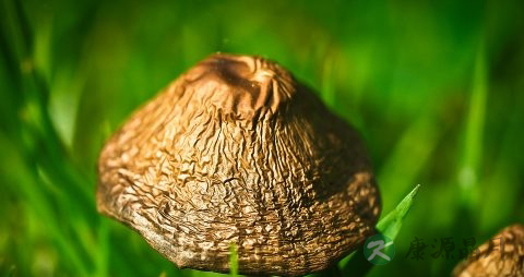 巴西蘑菇的营养价值_吃巴西蘑菇的好处