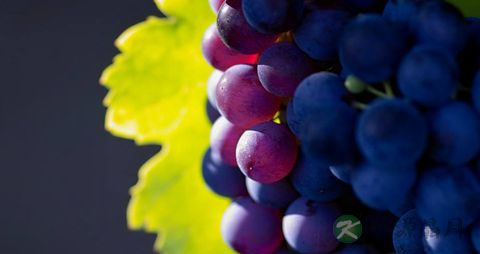 葡萄是什么季节的 葡萄是什么季节的