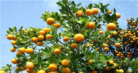 金橘的吃法_哪些人不能吃金橘