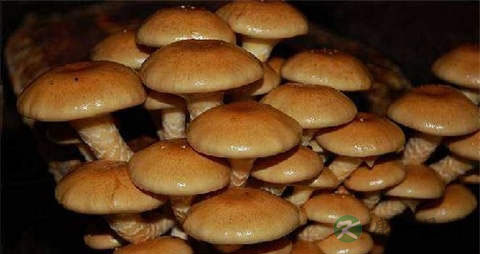 滑子菇的吃法_哪些人不能吃滑子菇