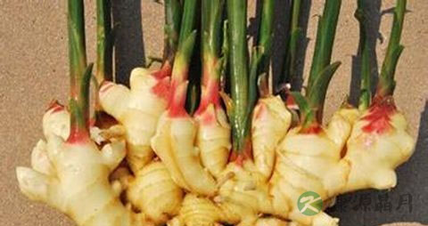 生姜的吃法_哪些人不能吃生姜