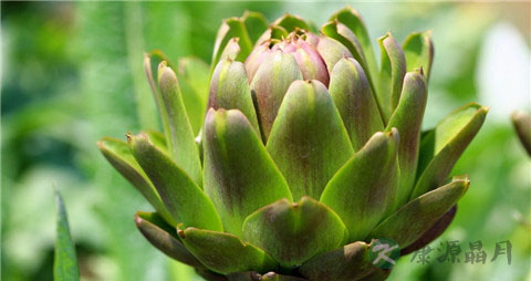 朝鲜蓟的吃法_哪些人不能吃朝鲜蓟