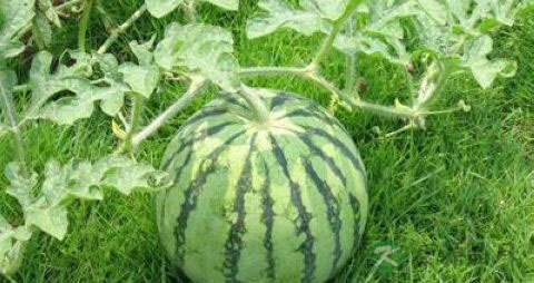 西瓜切开后怎么保存 西瓜切开后怎么保存