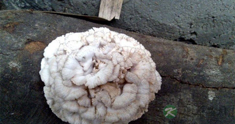 藏灵菇的吃法_哪些人不能吃藏灵菇