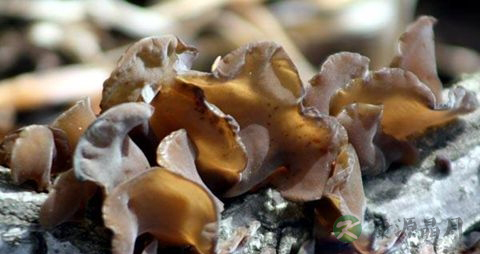 黑木耳煮熟能放多久