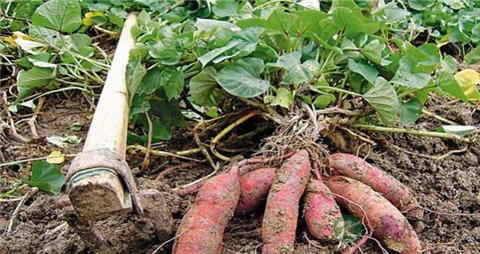 白薯和红薯的区别