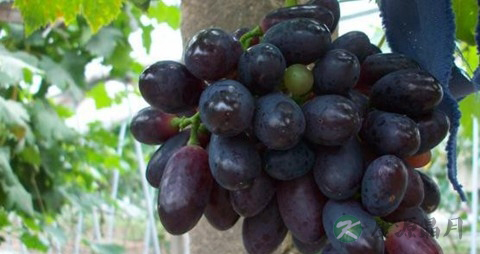 黑提的营养价值_吃黑提的好处