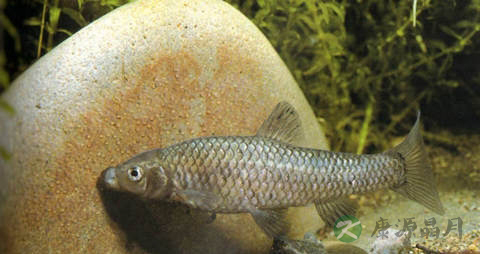 麦穗鱼的营养价值_吃麦穗鱼的好处