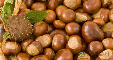 板栗的药用价值