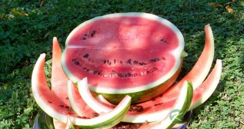 西瓜皮煮水的功效 西瓜皮煮水的功效