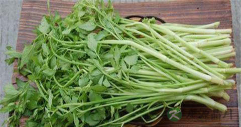 水芹菜的营养价值_吃水芹菜的好处