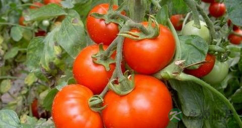 西红柿怎么切最好看 西红柿怎么切最好看