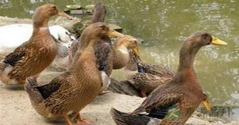 母麻鸭的营养价值_吃母麻鸭的好处