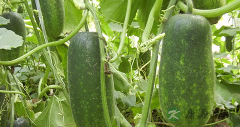 冬瓜皮的营养价值_吃冬瓜皮的好处