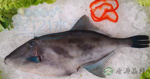 绿鳍马面豚的吃法_哪些人不能吃绿鳍马面豚