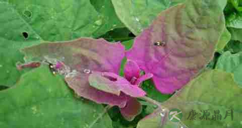 灰灰菜的营养价值_吃灰灰菜的好处