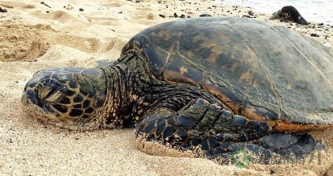 海龟的吃法_哪些人不能吃海龟