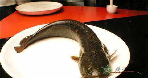 乌江鱼和鲶鱼的区别