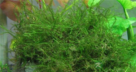 软丝藻的营养价值_吃软丝藻的好处