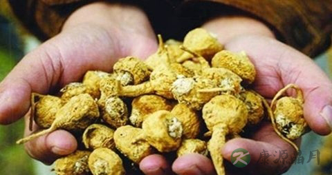 玛卡可以泡水喝吗