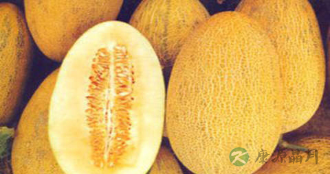 灵蜜瓜的营养价值_吃灵蜜瓜的好处