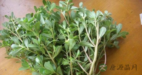 马齿苋能治肾炎吗 马齿苋能治肾炎吗