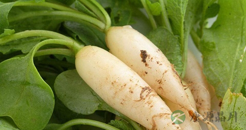萝卜的吃法_哪些人不能吃萝卜 萝卜的吃法_哪些人不能吃萝卜