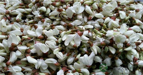 槐花的吃法_哪些人不能吃槐花