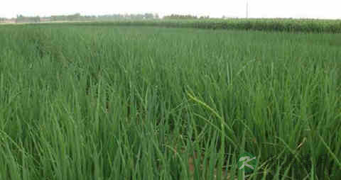 青葱的营养价值_吃青葱的好处