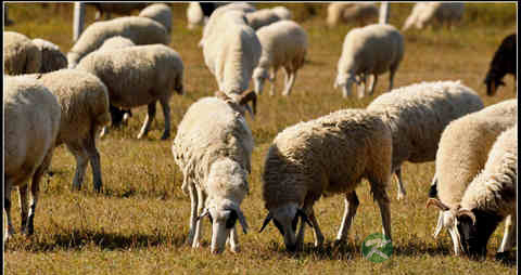 羊胆的吃法_哪些人不能吃羊胆