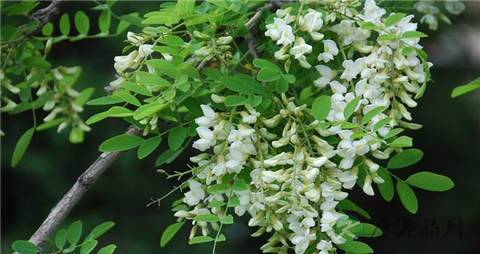 槐花的吃法_哪些人不能吃槐花