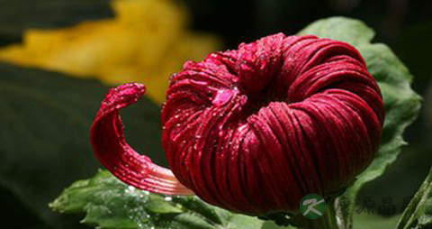 菊花蕾的营养价值_吃菊花蕾的好处