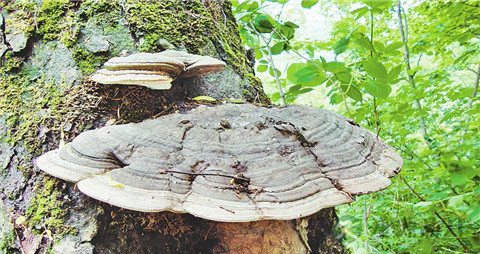 灵芝的营养价值_吃灵芝的好处