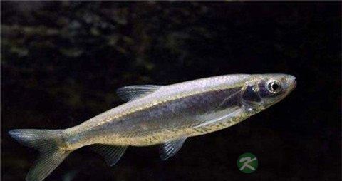 尖嘴白的吃法_哪些人不能吃尖嘴白