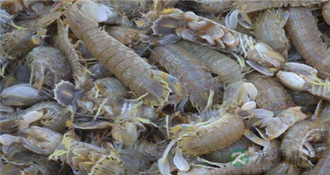 虾婆婆的营养价值_吃虾婆婆的好处