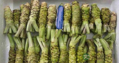 辣根的吃法_哪些人不能吃辣根