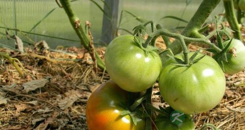 西红柿怎么做才好吃