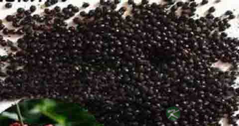 花椒籽的营养价值_吃花椒籽的好处