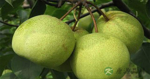 锦丰梨的营养价值_吃锦丰梨的好处