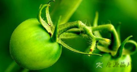 青番茄有毒吗