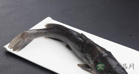 如何区别鮰鱼与鲶鱼