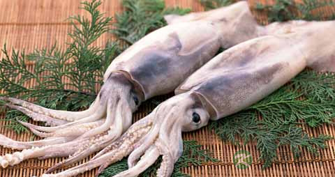 鱿鱼圈的吃法_哪些人不能吃鱿鱼圈