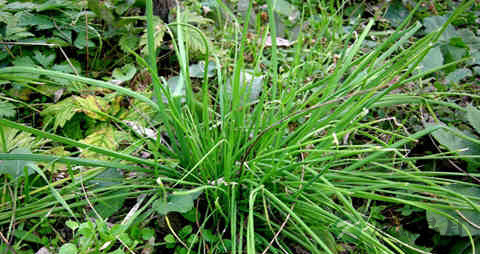 小蒜的营养价值_吃小蒜的好处