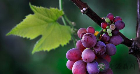 葡萄放冰箱能放多久