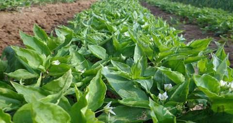 太子参的营养价值_吃太子参的好处