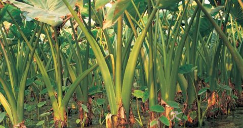 香芋的营养价值_吃香芋的好处