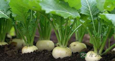 芜菁甘蓝的吃法_哪些人不能吃芜菁甘蓝